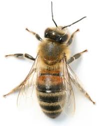 Black And White Wasp Sting The Buzz On Bee Venom Bee Keeping Bee Beekeeping Books