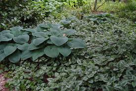 Image result for Lamium galeobdolon