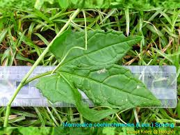 Image result for Momordica repens