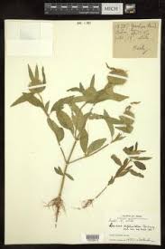 Image result for Leucas capensis