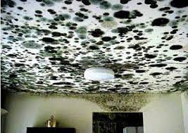 Pre screened specialists · free job quote · affordable pricing Mold Remediation In Virginia Mold Removal