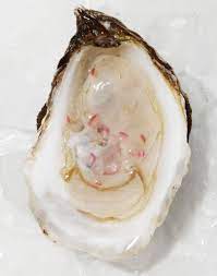 Oysters With Summer Vinaigrette Gather Journal Recipe Oysters Vinaigrette Appetizer Platters