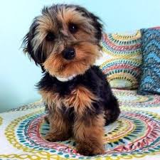 Black And Tan Yorkie Poo Full Grown It S Literally Unreal How Cute These Little Guys Are Really Cute Puppies Puppies And Kitties Cute Dogs