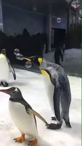 Penguins Love Bubbles Video Funny Animals Cute Animals Animals Beautiful