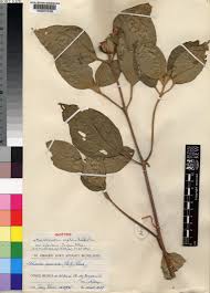 Image result for Melastomastrum capitatum