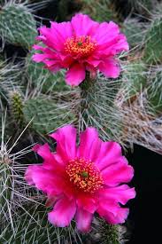 Taos is one of taos (nm)'s most visited destinations. 110 Cactus Desert Blooms In New Mexico Ideas New Mexico Cactus Mexico