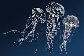 Jellyfish Set Jellyfish Art Jellyfish Illustration Art Inspiration