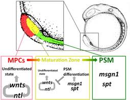 Somitogenesis is the process by which somites are produced. Mesogenin Causes Embryonic Mesoderm Progenitors To Differentiate During Development Of Zebrafish Tail Somites Sciencedirect