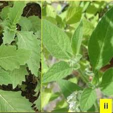 Image result for Solanum grossidentatum