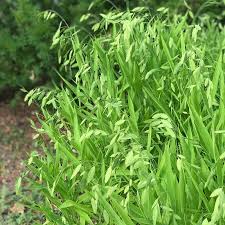 Image result for Chasmanthium