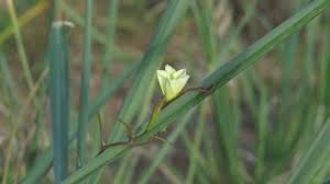 Image result for Xenostegia tridentata