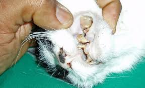 Wann startet der zahnwechsel bei katzen? Zahnerkrankungen Bei Katzen