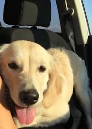 Beautiful kc registered golden retriever puppies. Golden Retriever Puppy For Sale In Dallas Tx Adn 36789 On Puppyfinder Com Gender Female Age 6 Months Old Puppies For Sale Puppies Golden Retriever