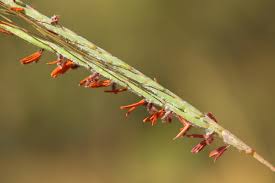 Image result for Diheteropogon amplectens