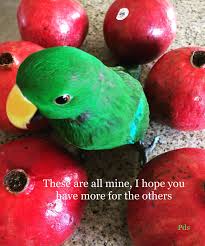 Pomegranates Parrot Memes Pomegranate