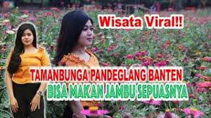 Selain bunga, sesuai dengan namanya, kamu akan melihat kebun jambu yang rindang di sini. Taman Bunga Pandeglang Wisata Edukasi Tujuh Bintang