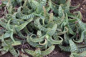 But then i planted it, and in just a week it was greening up (left) and now, a month later these pilosocereus photos show a nice clump of cacti i had that went through a particularly cold winter day. Aloe Squarrosa Cacti And Succulents Planting Succulents Succulents