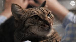 Shop for cat flea & tick collars in cat flea and tick supplies. Seresto Pet Collars Found To Harm Pets Humans Epa Records Show