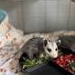 Renesting and Reuniting Baby Wildlife event image