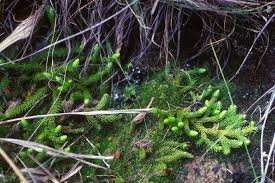 Image result for Lycopodiella sarcocaulon