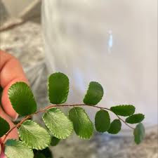 Image result for Pellaea