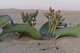 Image result for Arthraerua leubnitziae