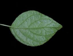 Image result for Hypoestes triflora