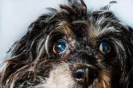 Cataracts In Dogs | Animal Wellness Magazine
