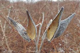 The seeds can be planted in spring from march 1 until june 20. How To Winterize Milkweed Plants Gardener S Path
