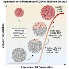 A zygote is a eukaryotic cell formed by a fertilization event between two gametes. Size Matters New Data Reveals Cell Size Spar Eurekalert