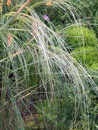 Image result for Stipa