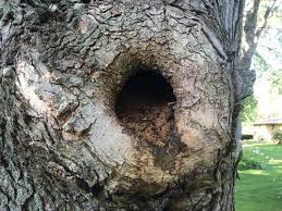 Fungus on maple trees sooty mold tree disease. Large Rotting Hole In Silver Maple Tree