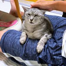 なっちゃんは塩対応 にゃんず日記 にゃん 猫 なっちゃん