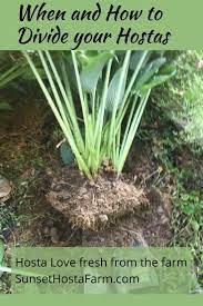 Types of hostas hostas are perennials, which means they will come back bigger and better every hosta 'empress wu' the world's largest hosta grows over 6′ wide! Pin On Tending My Garden