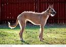 Staghounds - Boar Dogs