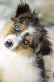 Maybe you would like to learn more about one of these? 9 Dogs With Blue Eyes Australian Shepherd Siberian Husky And More