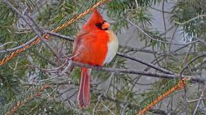 With the exception of a few traits, they share a couple of singing is an activity both male and female cardinals have a natural ability for. Rare Bird Half Male Half Female Cardinal Snapped In Pennsylvania Bbc News