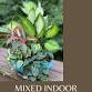 Mixed Indoor Planters - Adults' Workshop event in Laurel, DE