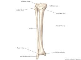 He'll boost his body knowledge as he matches up the names of the bones with their proper places on the leg diagram. Tibia Definition Anatomy Facts Britannica