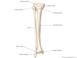 Jul 01, 2021 · the tibia and fibula are two long bones that run parallel to each other, forming the scaffold of the leg and providing attachment points for many muscles. Tibia Definition Anatomy Facts Britannica