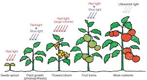 Maybe you would like to learn more about one of these? Which Color Of The Light Spectrum Are Most Important For Plant Growth Plant Growth Grow Lights For Plants Plants