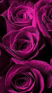 Check spelling or type a new query. Per Te Purple Roses Wallpaper Purple Flowers Wallpaper Blue Roses Wallpaper