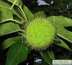 Image result for Maclura africana