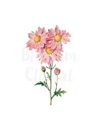 Pink Daisies Clip Art Floral Illustration Clip Art Flower Botanical Digital Download 1359 Floral Art Pink Daisy Daisy Flower Drawing