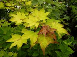 Acer Cappadocicum Aureum Superbe Feuillage Et Ecorce Decorative Garten Baum