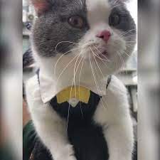 9gag on twitter someone please translate this cute animal photos cat feline cat lovers