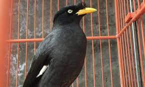 Mengenal Jenis Burung Jalak Kebo Dan Tips Rawatan Hariannya