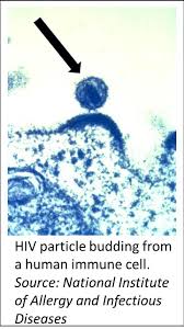 Cd4 Count Lab Tests Online