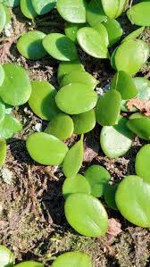 Image result for Pyrrosia