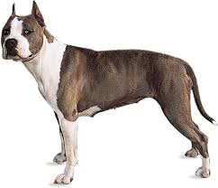 American staffordshire terriers are obedient and have a very strong desire to please their owner. American Staffordshire Terrier Temperament Weight Facts Britannica